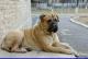 Smartdog's Avatar