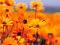 Daisy a day's Avatar