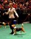 Honey Pot Hounds's Avatar