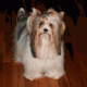 Lowood's Avatar