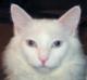 twopurringcats's Avatar