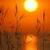 ideorsedoldCAS's Avatar