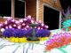 practicalhorticulture's Avatar