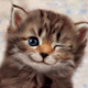 buckybeaverteeth's Avatar