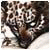Lolitatoibly's Avatar