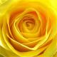 Yellow Rose Tx's Avatar